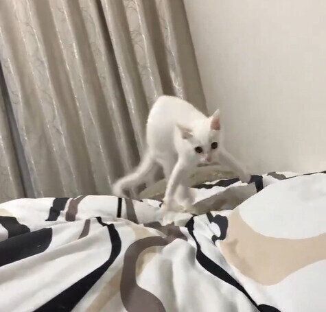 飛び跳ねるように向きを変えるカニエちゃん