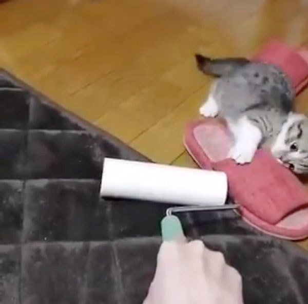 コロコロと勝負するもかちゃん