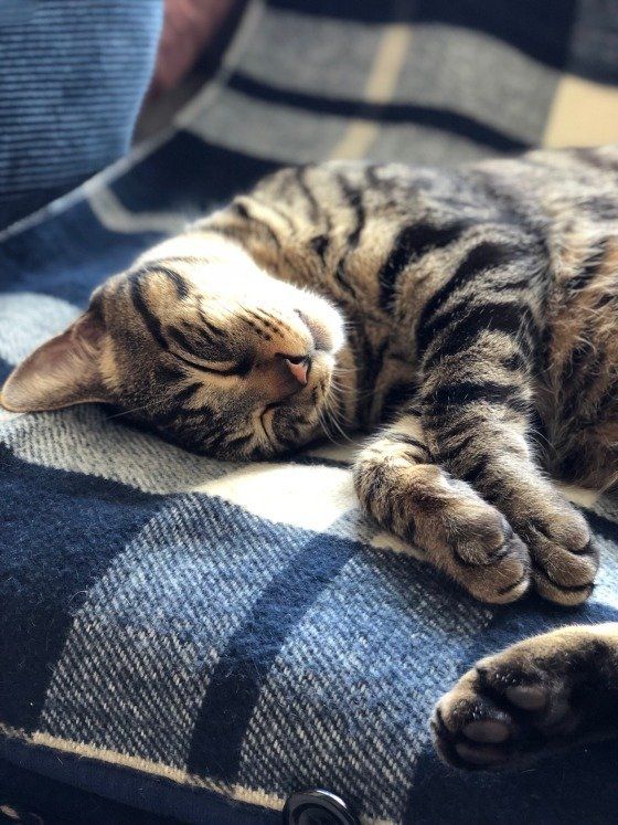 ぐっすり眠るキジトラ