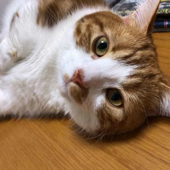 寝転がるマンチカン