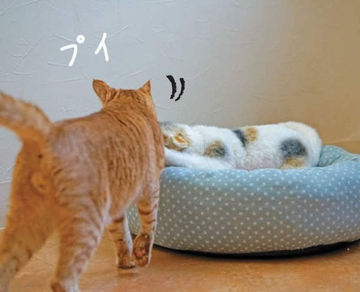 調査 猫は猫のぬいぐるみを 本物 と勘違いするの 結果は ねこのきもちweb Magazine 調査 猫は猫のぬいぐるみを 本物 と勘違いするの 結果は ねこのきもちweb Magazine