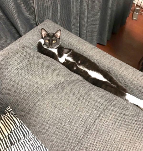 ソファの隙間にハマるくろすけちゃん