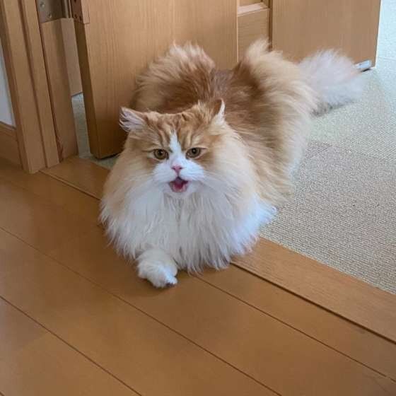 口を開けるサイベリアン