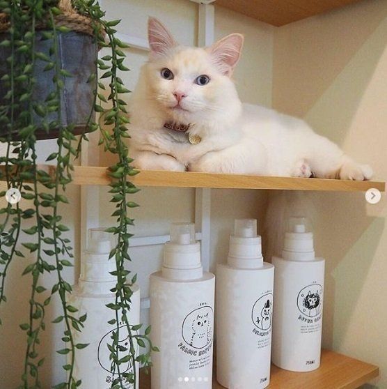 洗濯機ラックで出待ちする猫