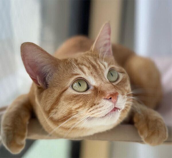 くつろぐ琥太郎くん