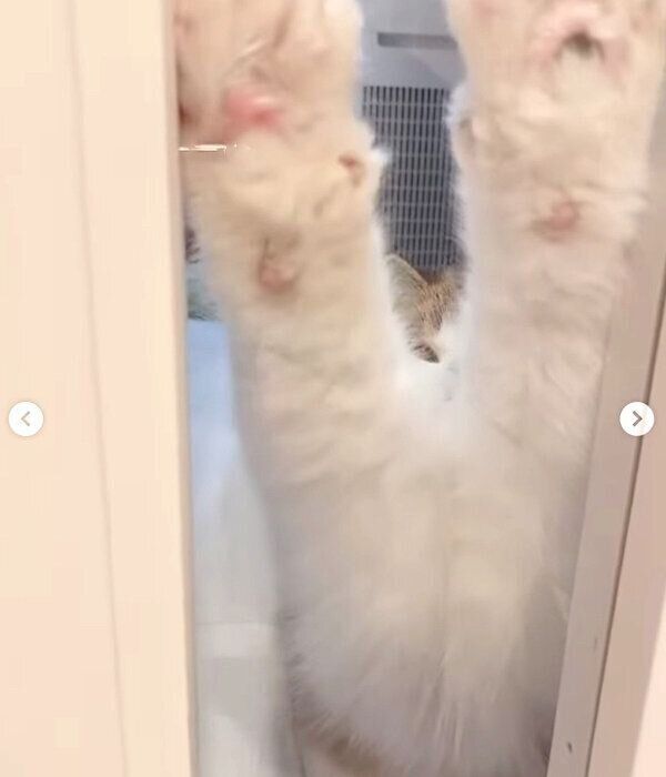 「開けろ〜」とアピールするよもぎくん