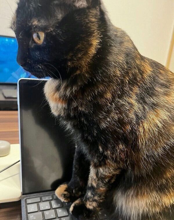 パソコンの上に乗る蒼ちゃん