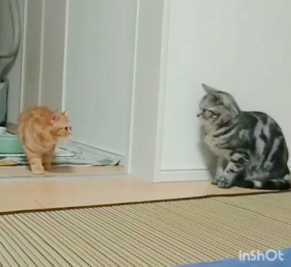 どっきり大作戦を実行するアメリカンショートヘア