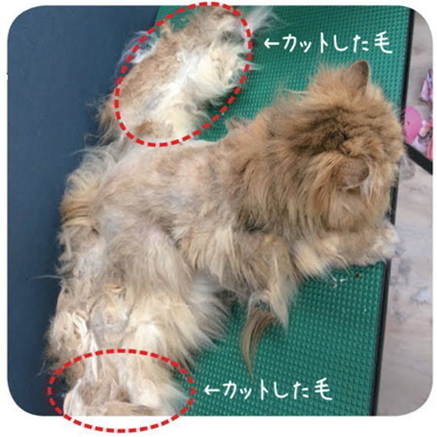 当時のメディア報道・掲載写真