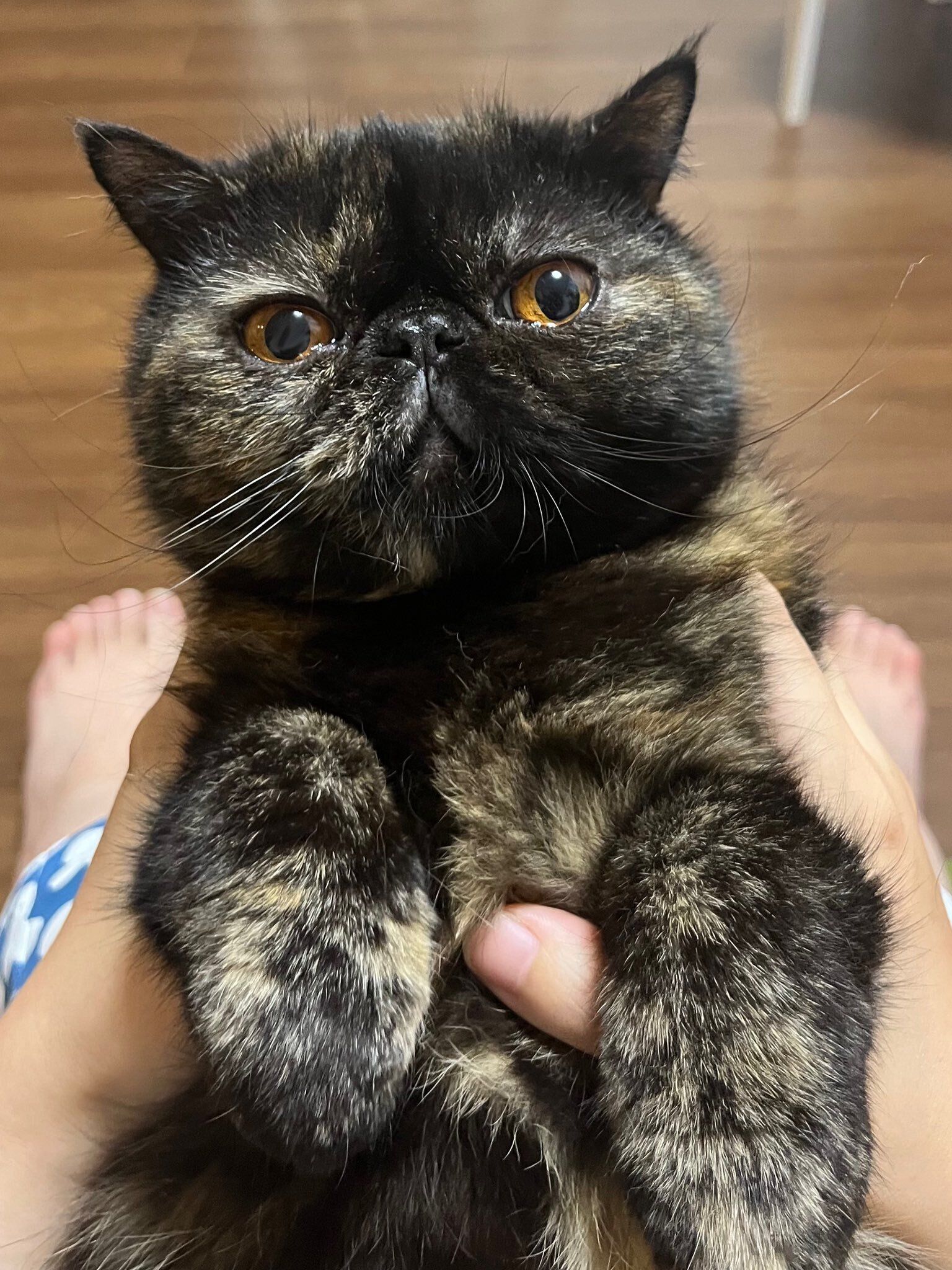 1才のエキゾチックロングヘア