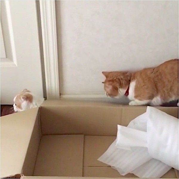 押し出されるニャンコ