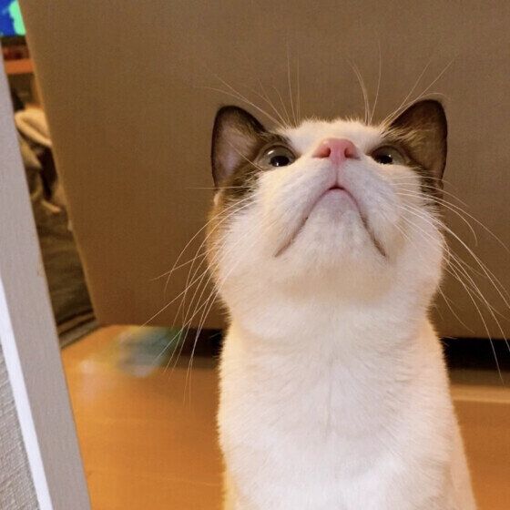 見上げる猫