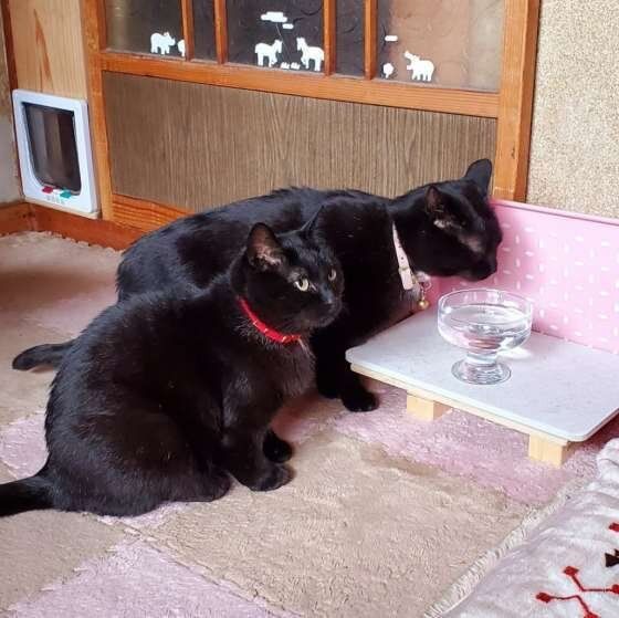 MIX・小太郎くん・水飲み