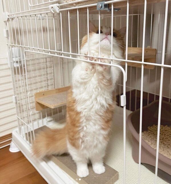 ケージの2階に登ろうとするなぎちゃん