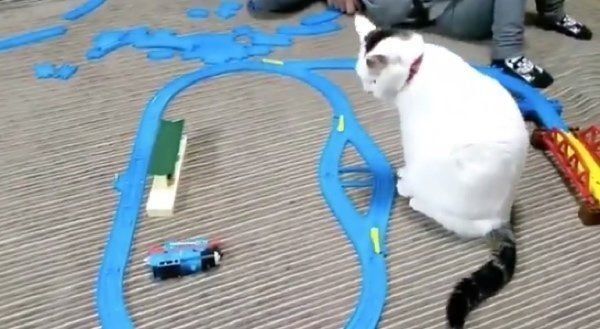 プラレールを妨害する猫