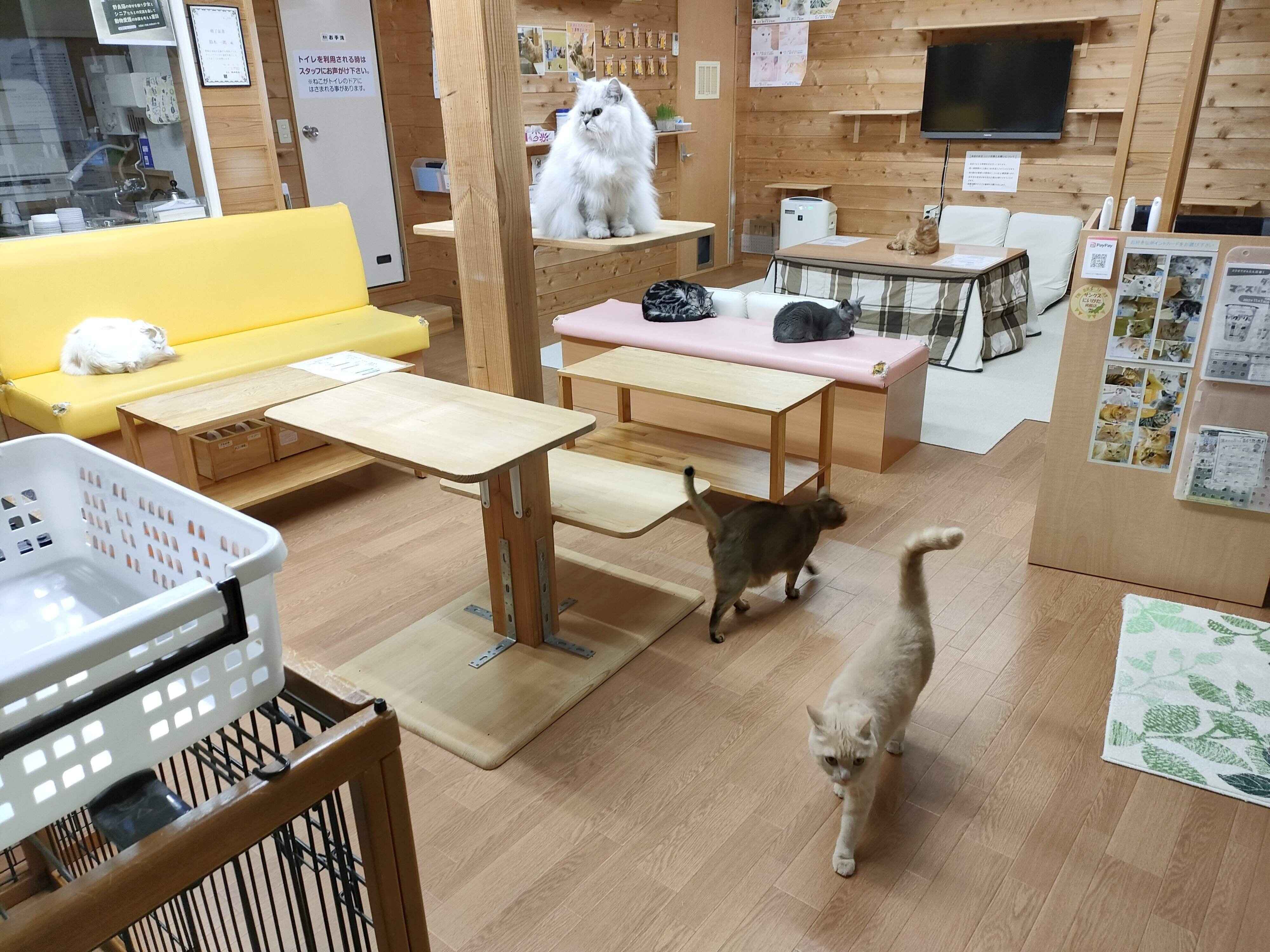 店内は自然味ゆたかで、ウッディーな造り