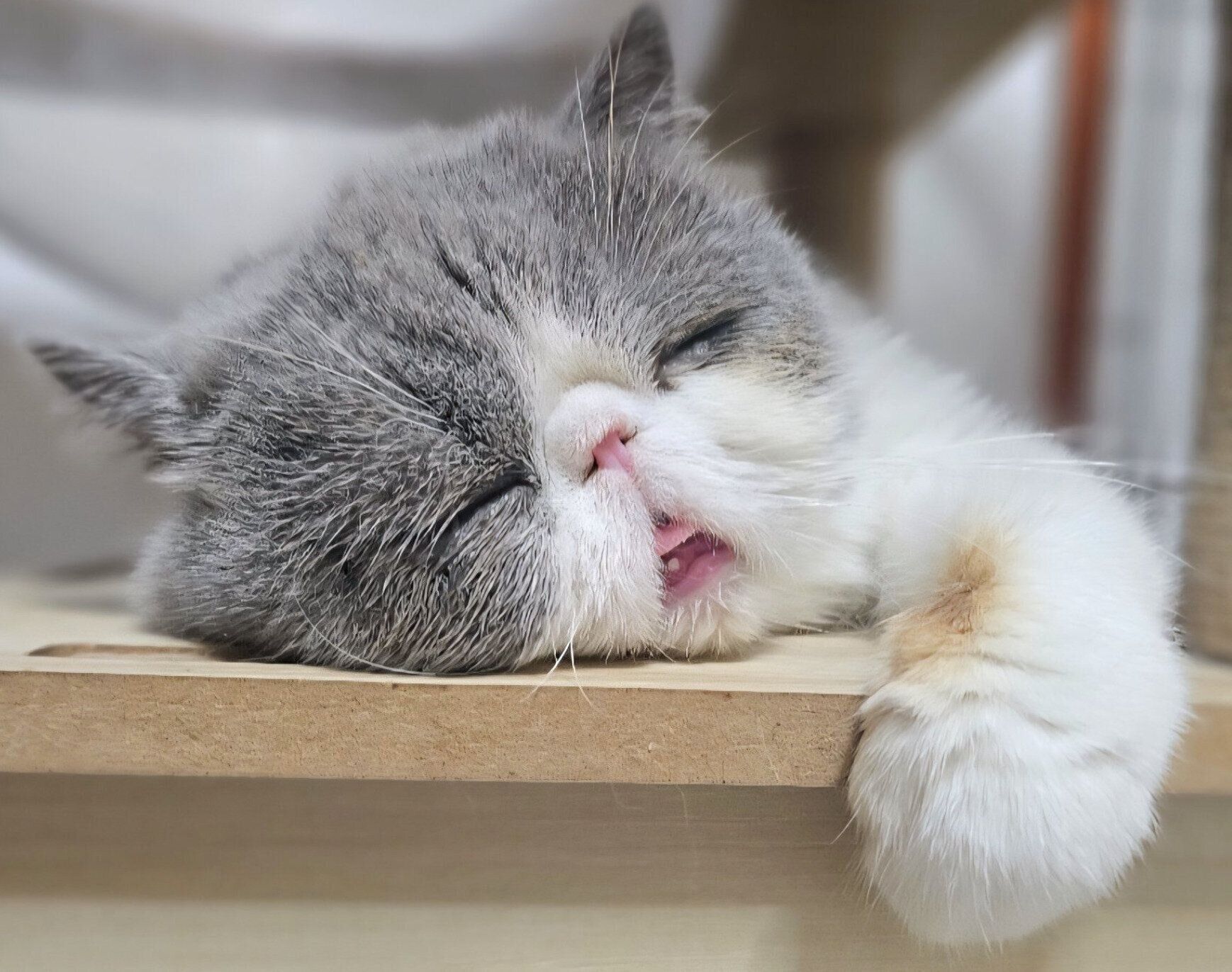 なんとも言えない寝顔を見せる小雪ちゃん