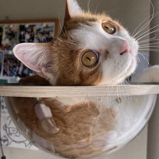 スコティッシュフォールドのはるくん