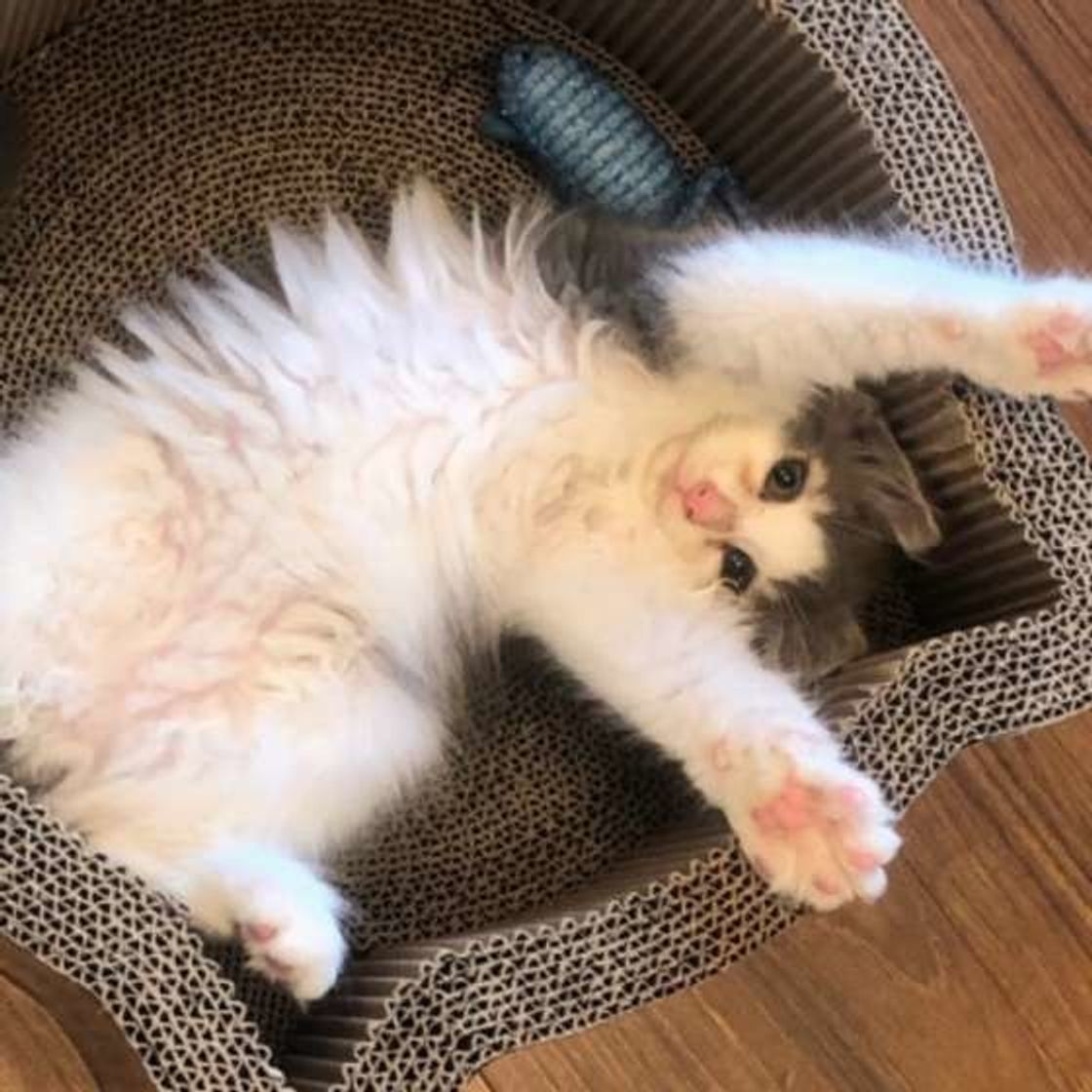 イライラサインに気づいてる 猫が飼い主さんを 噛む 心理 ねこのきもちweb Magazine イライラサインに気づいてる 猫が飼い主さんを 噛む 心理 ねこのきもちweb Magazine