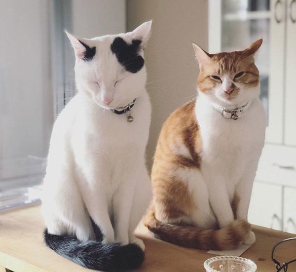 立ったまま眠る猫