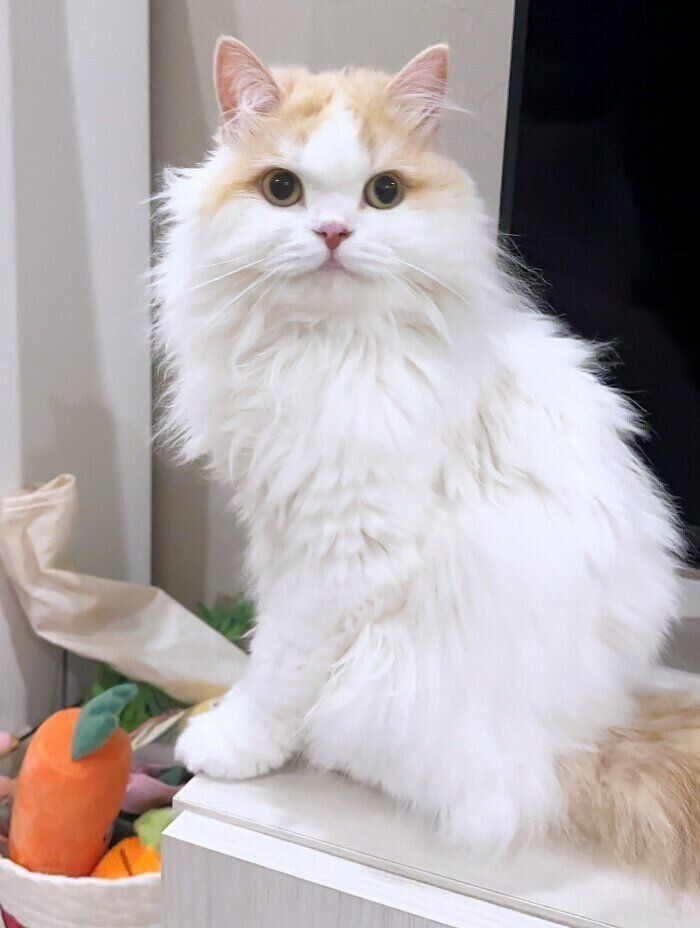 ふわふわの被毛が素敵なLaLaたん