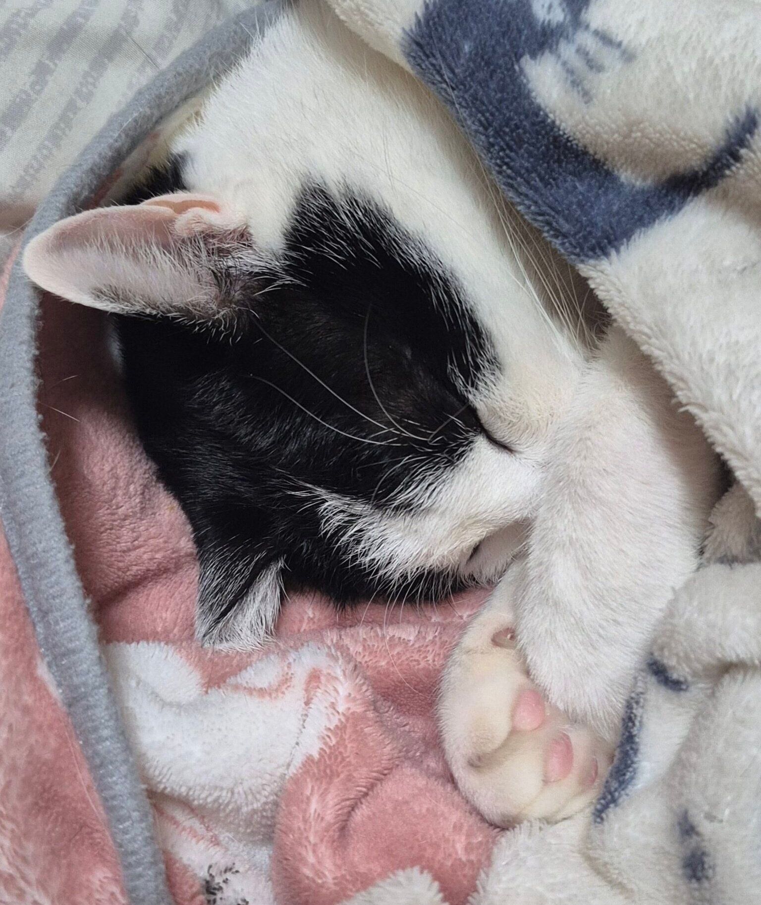 眠るこたろうくん。