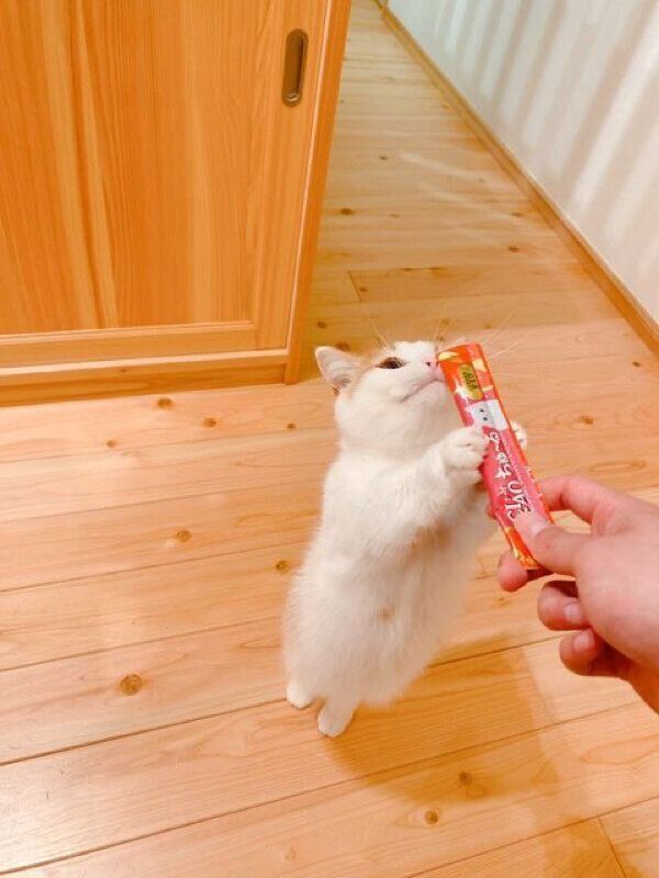 ちゅ〜るを食べるきな虎くん