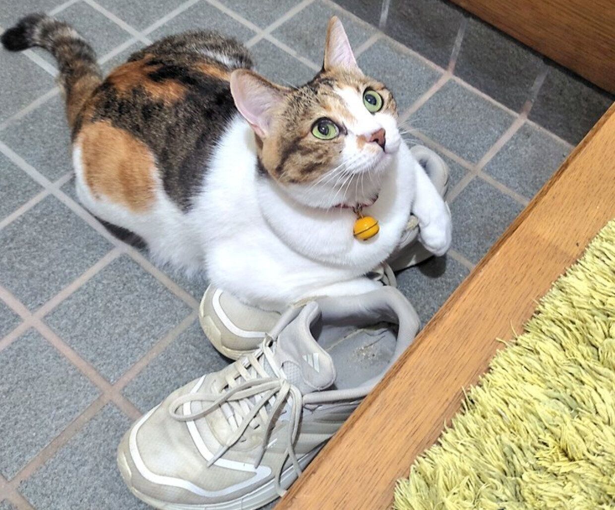 娘さんの靴の上に乗るテンちゃん