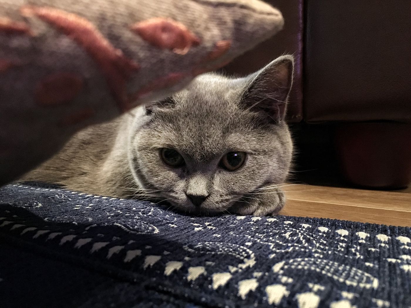 ブリティッシュショートヘアの特徴と性格 飼い方 価格相場など 猫図鑑 ねこのきもちweb Magazine ブリティッシュショートヘアの特徴と性格 飼い方 価格相場など 猫図鑑 ねこのきもちweb Magazine