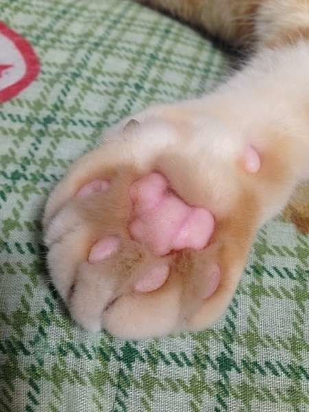 キレイなピンク色❤️