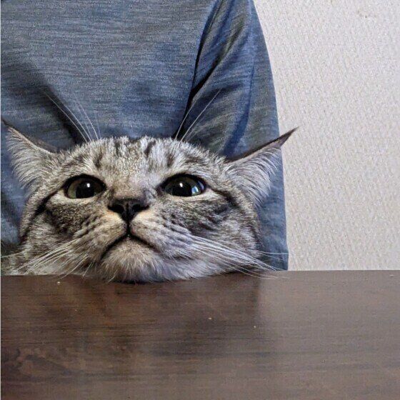 ゴハンを待つサバトラ猫