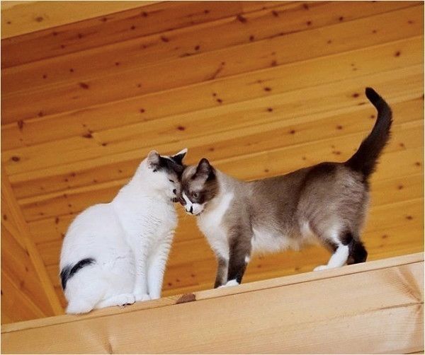 はに丸くんとあんこちゃん