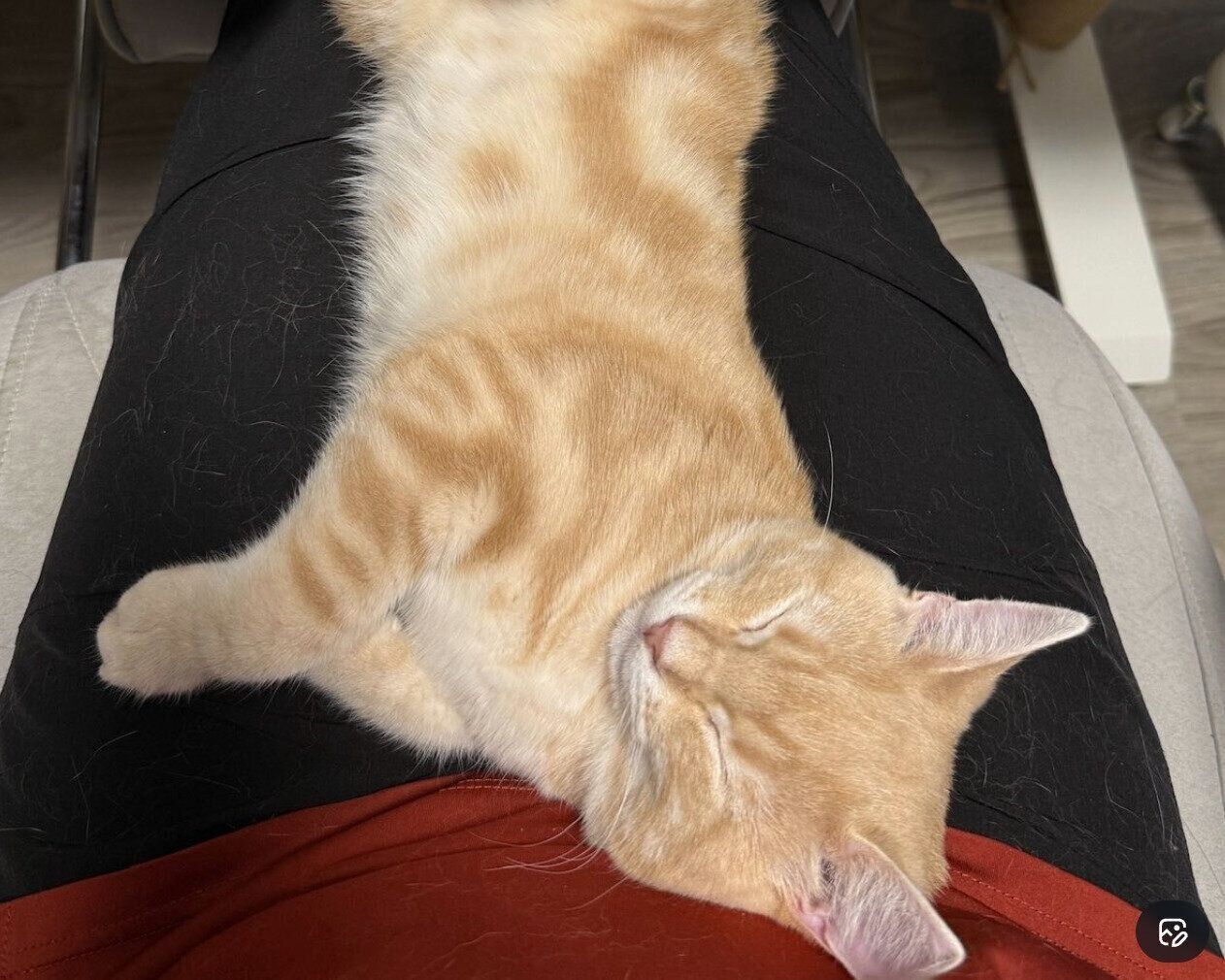 飼い主さんの膝の上で熟睡するミクくん