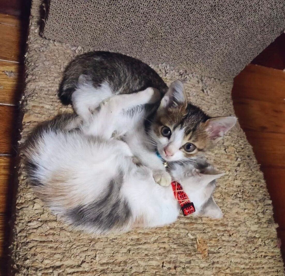 子猫時代のくろみつくん、しらたまちゃん