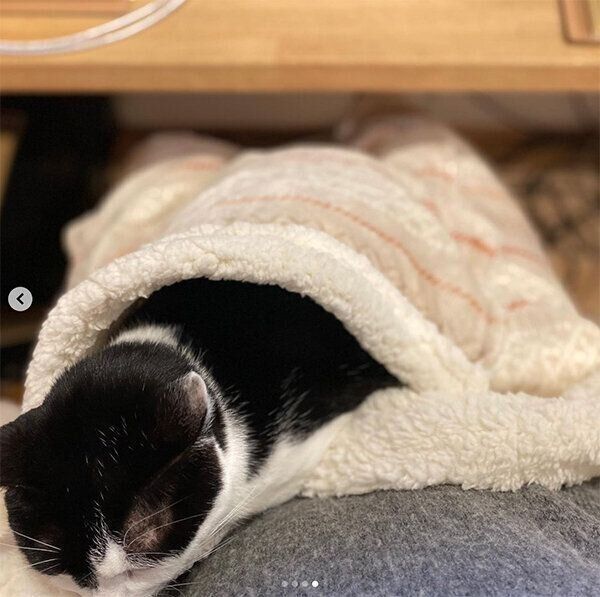 「ペットが入れるひざ掛け」でぬくぬくする猫ちゃん