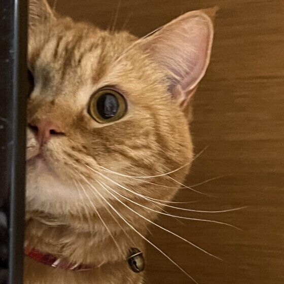 見つめるこむぎ。くん（スコティッシュフォールド）