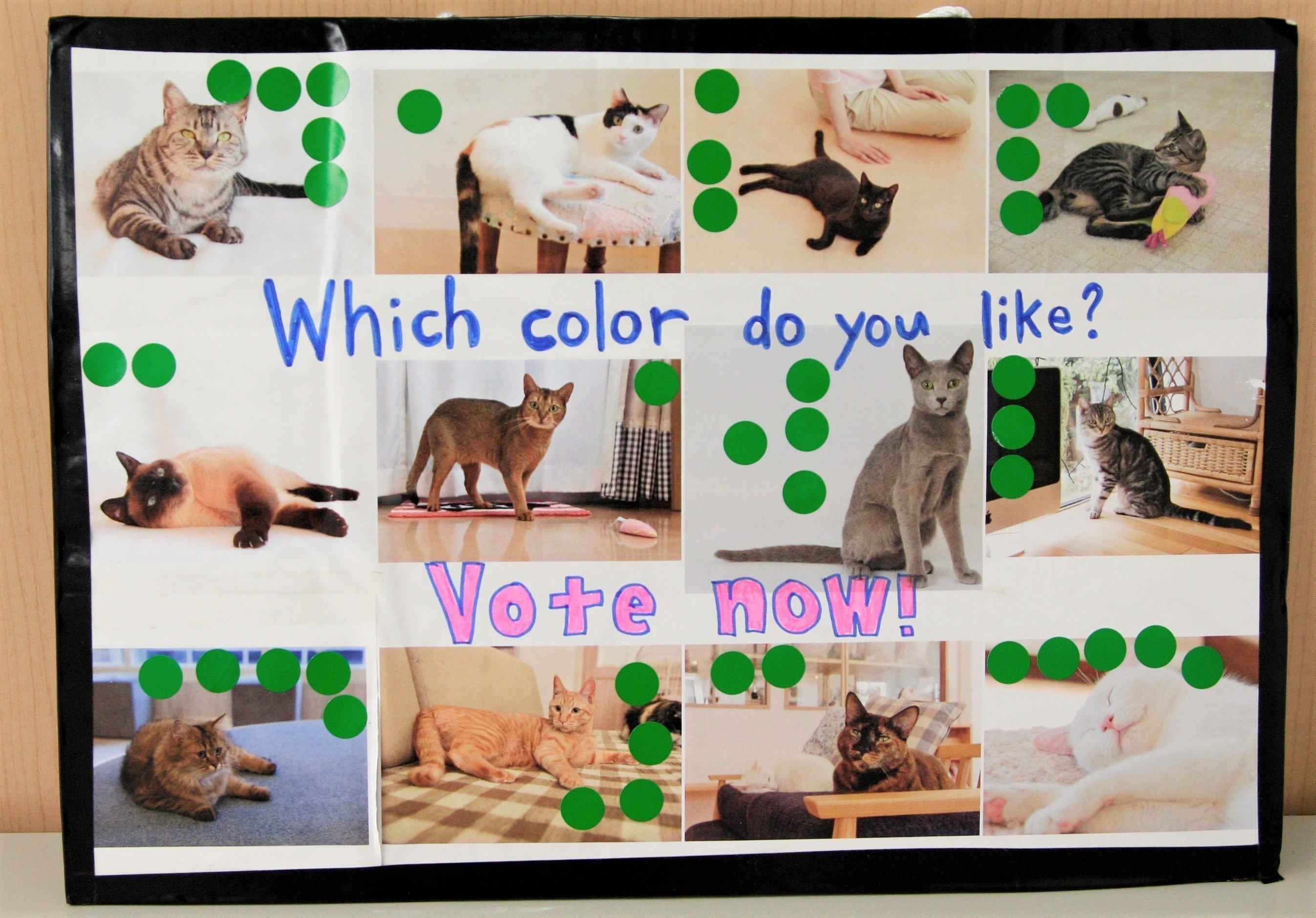 画像／ねこのきもち2018年11月号