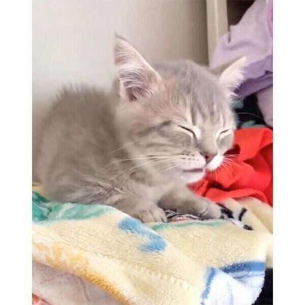 「クサ顔」をするししゃもくん