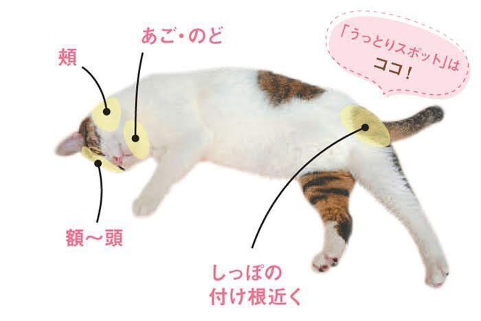 うっとりスポット