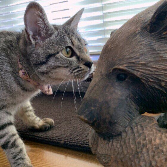 MIXキジトラのしずくちゃん