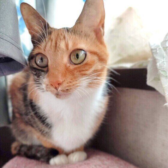 Mix（ミケ）の鈴ちゃん♪