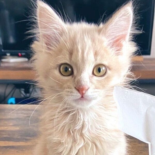 見つめるベルちゃん