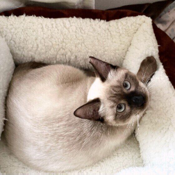 上を見上げる猫