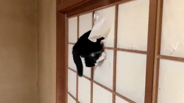 障子を破るぽんちゃん