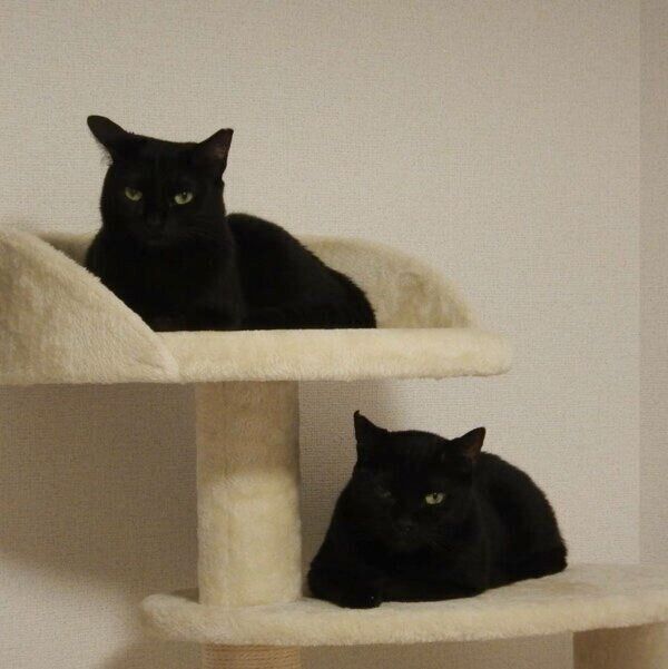 キャットタワーでくつろぐ2匹
