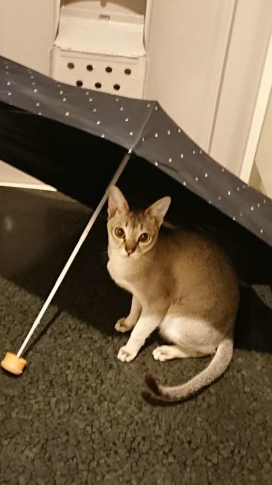 傘に入る猫