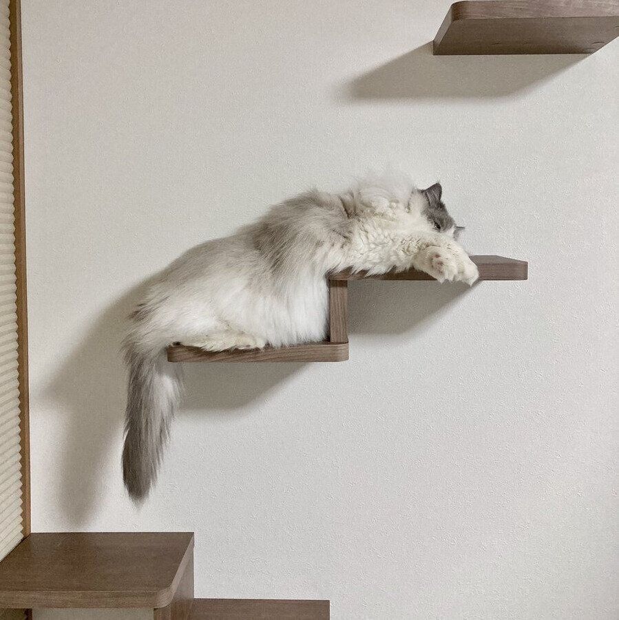 別の日、キャットステップで眠るちまきちゃん