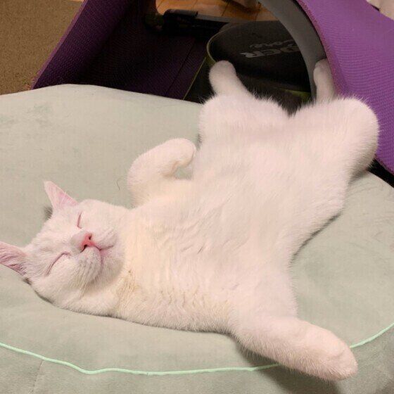 眠るブリティッシュショートヘア