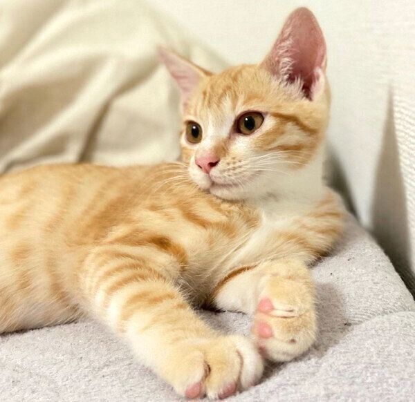 くつろぐハマグリちゃん