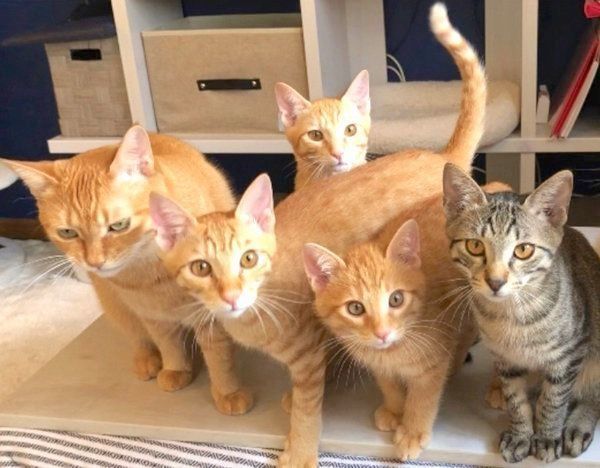 集合するふうくん、そうくん、かいくん、いなりくん、きなこちゃん